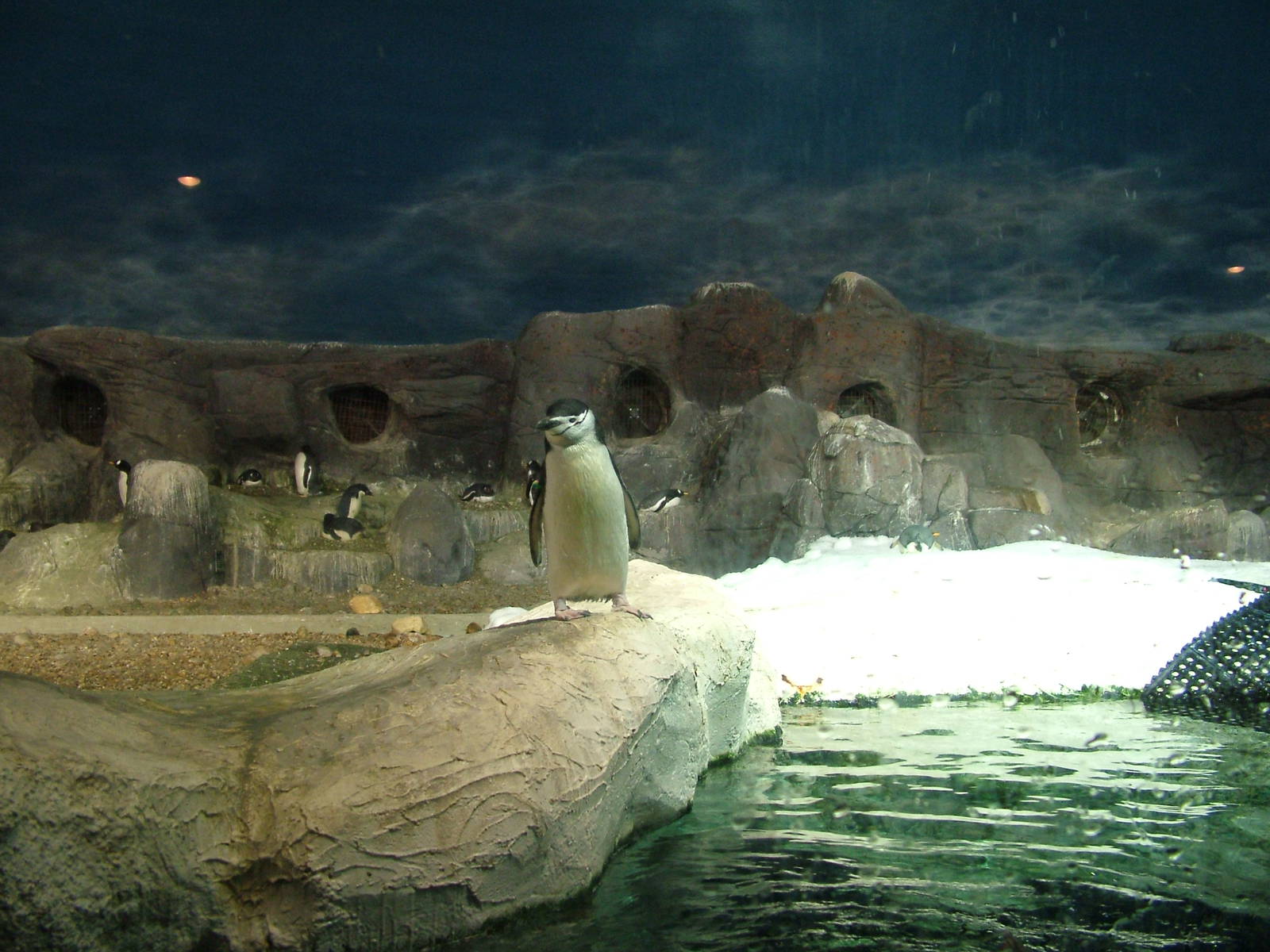Penguin Exhibit at Faunia, 27/05/11