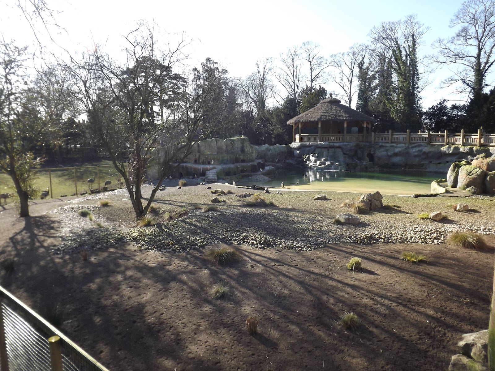 Penguin exhibit at Flamingoland 19/02/12