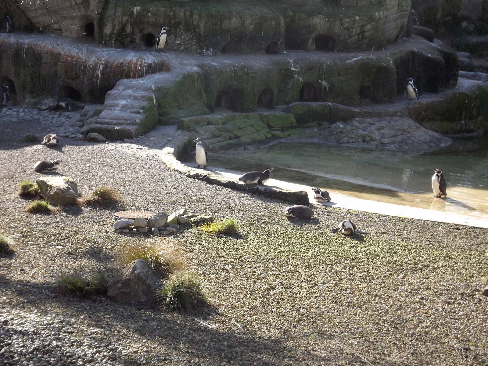 Penguin exhibit at Flamingoland 19/02/12