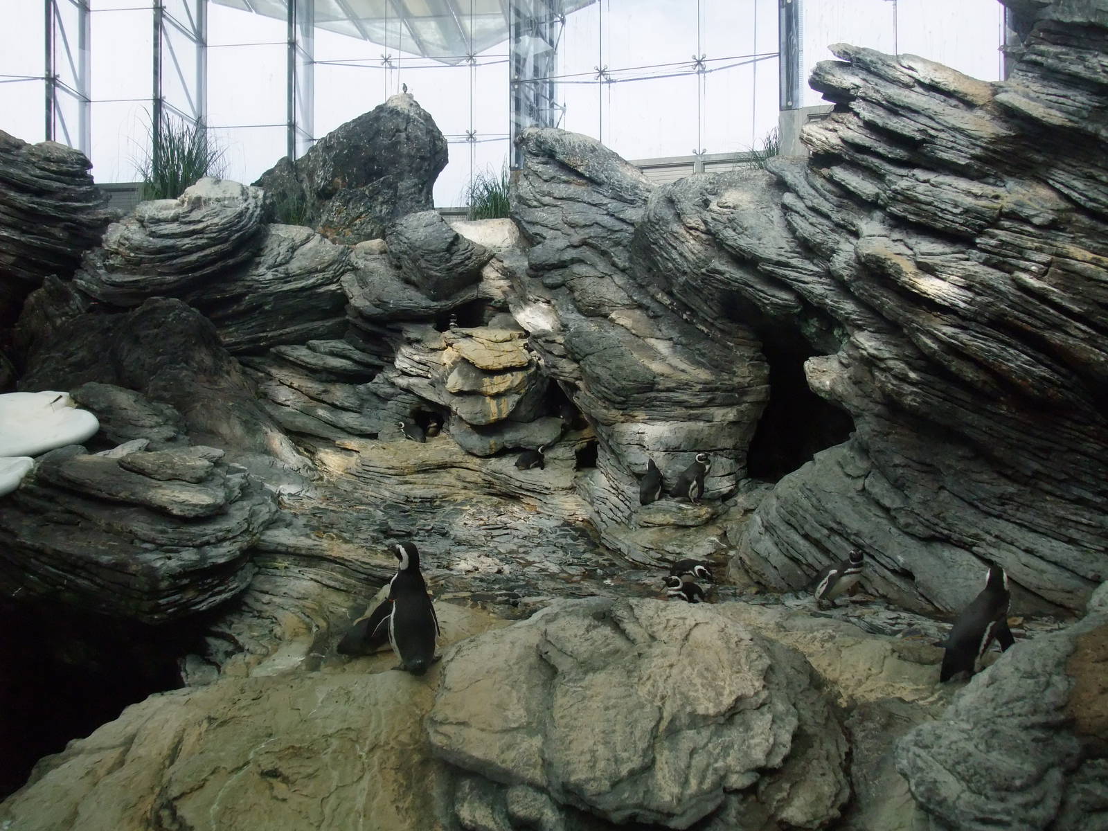 Penguin Exhibit at Lisbon Oceanarium, 25/05/11