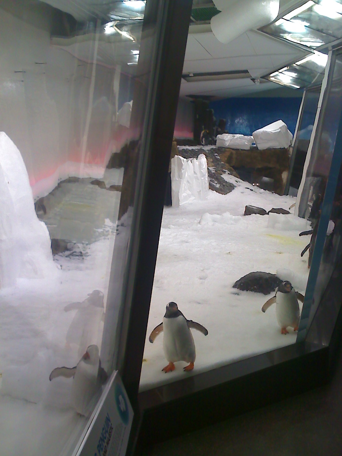 Penguin Exhibit at Melbourne Aquarium