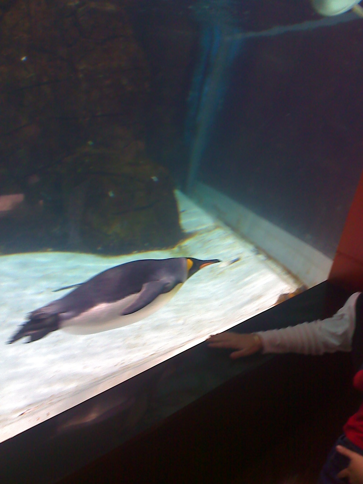 Penguin Exhibit at Melbourne Aquarium