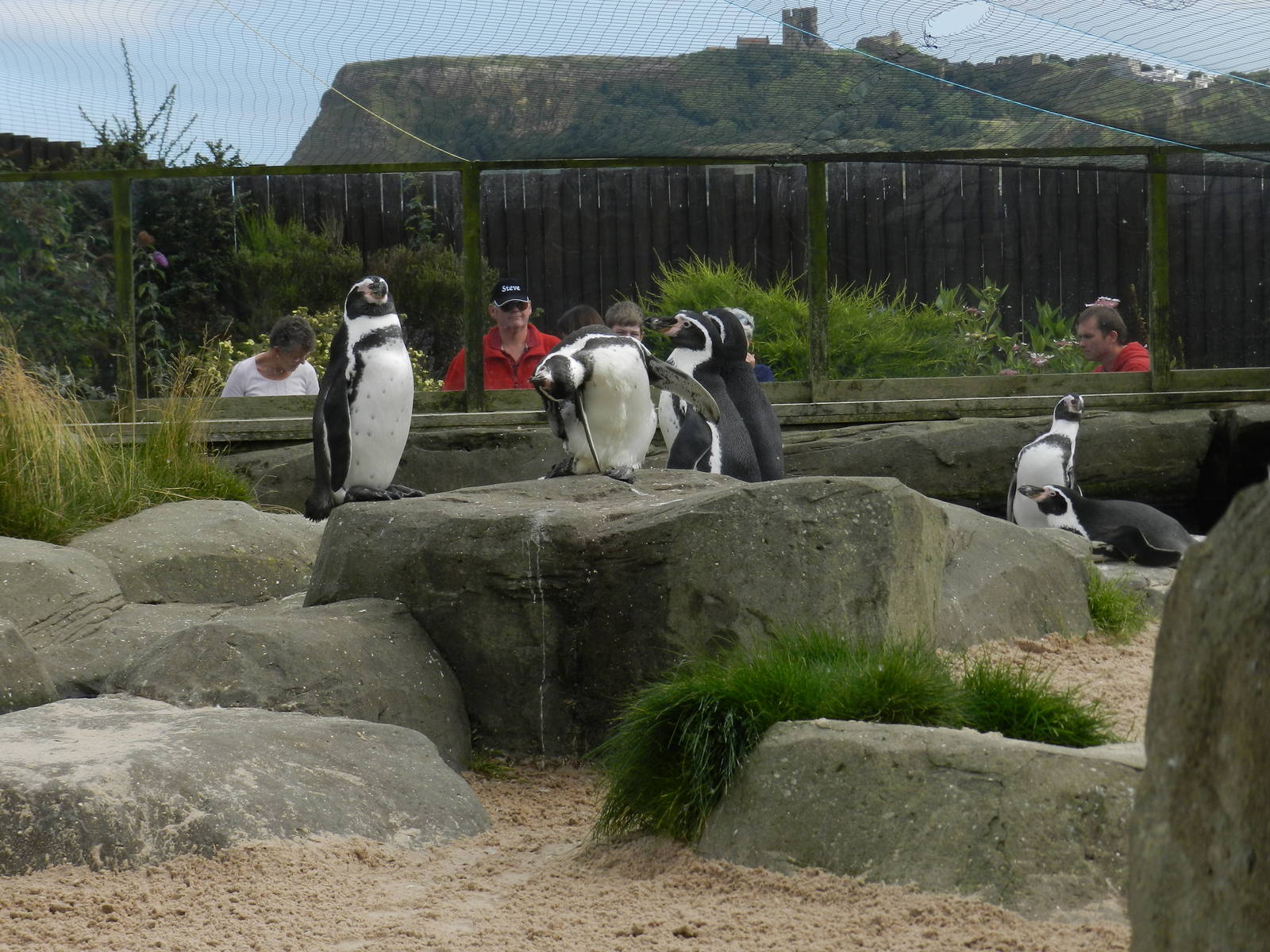 Penguin Exhibit at SEA LIFE Scarborough - 26/08/2012