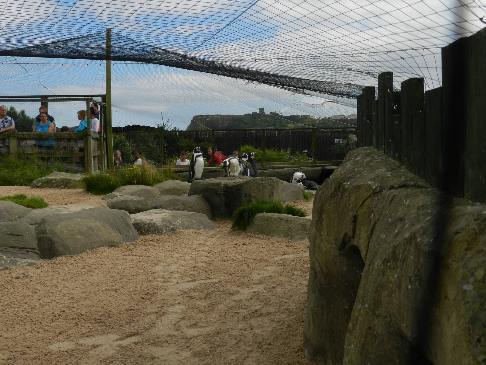 Penguin Exhibit at SEA LIFE Scarborough - 26/08/2012