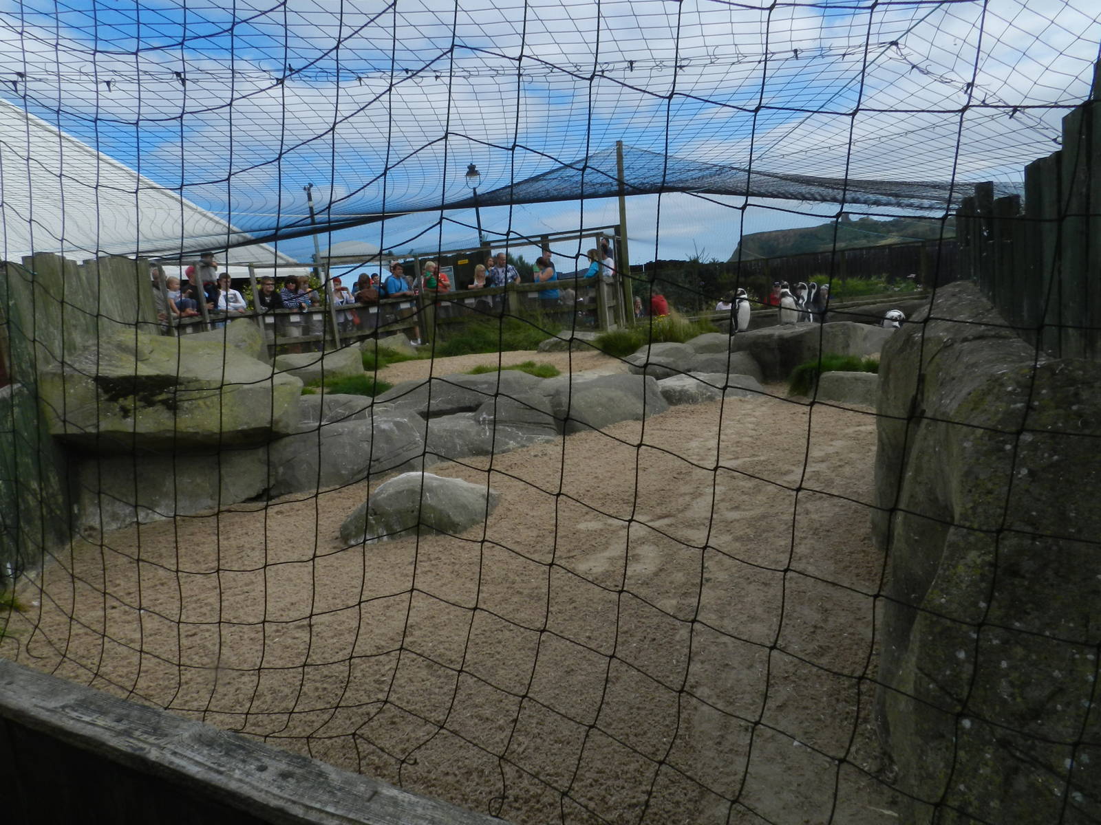 Penguin Exhibit at SEA LIFE Scarborough - 26/08/2012