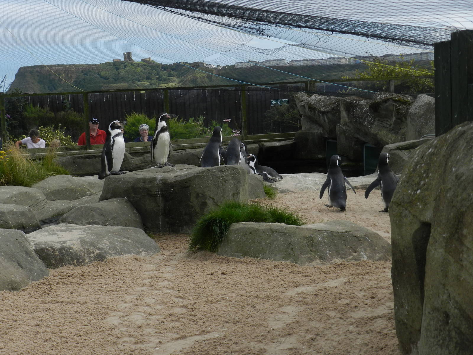 Penguin Exhibit at SEA LIFE Scarborough - 26/08/2012