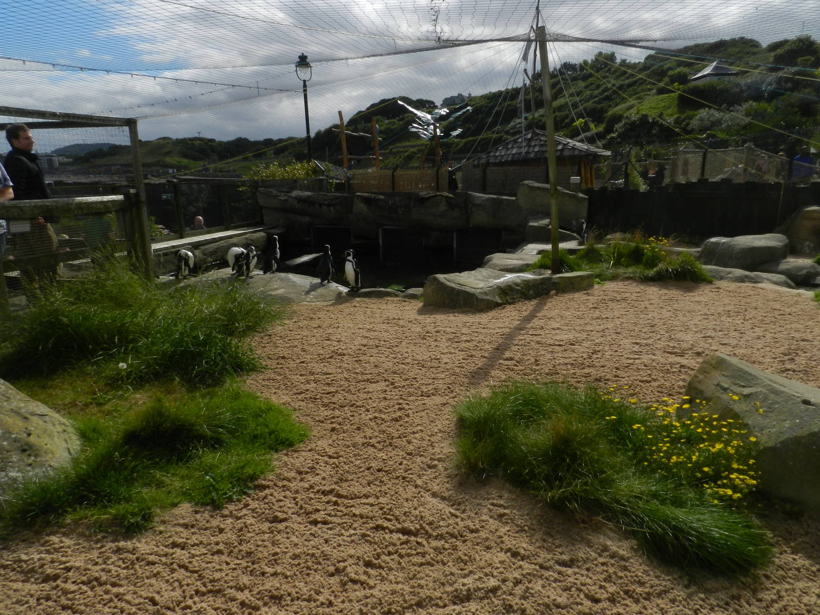 Penguin Exhibit at SEA LIFE Scarborough - 26/08/2012