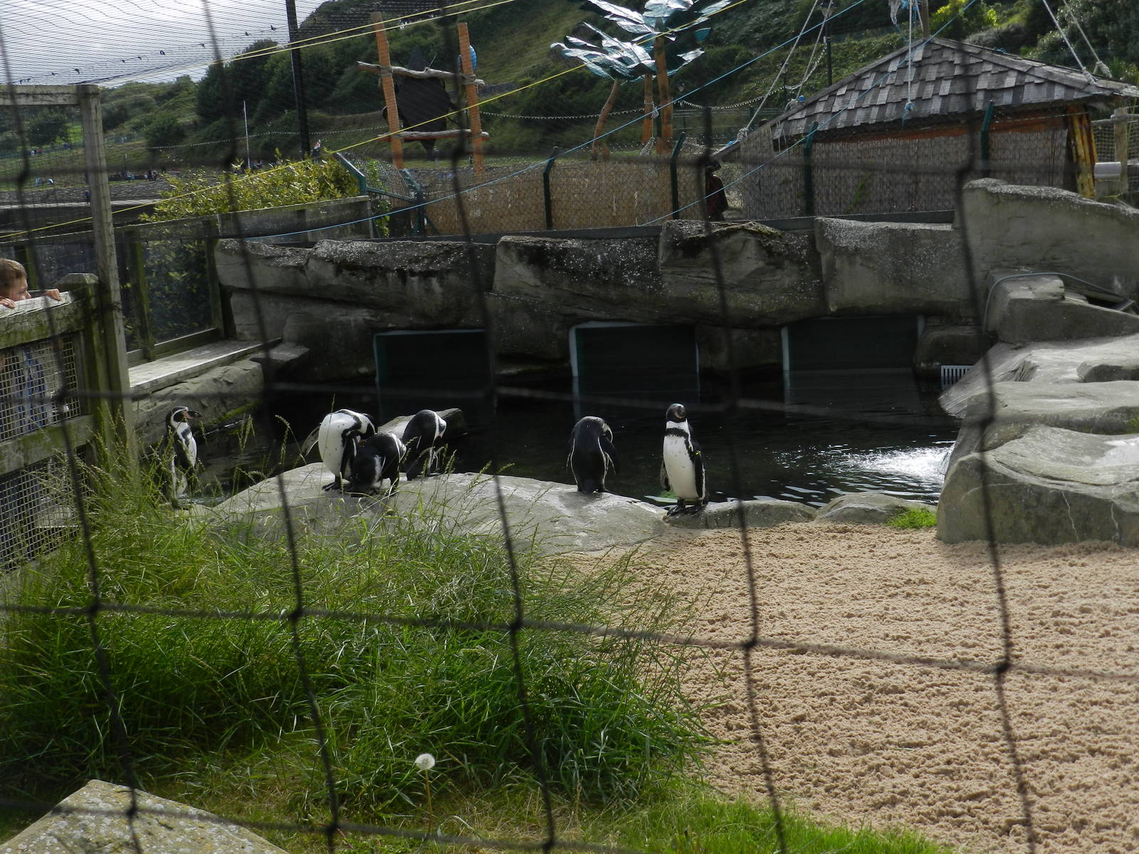 Penguin Exhibit at SEA LIFE Scarborough - 26/08/2012