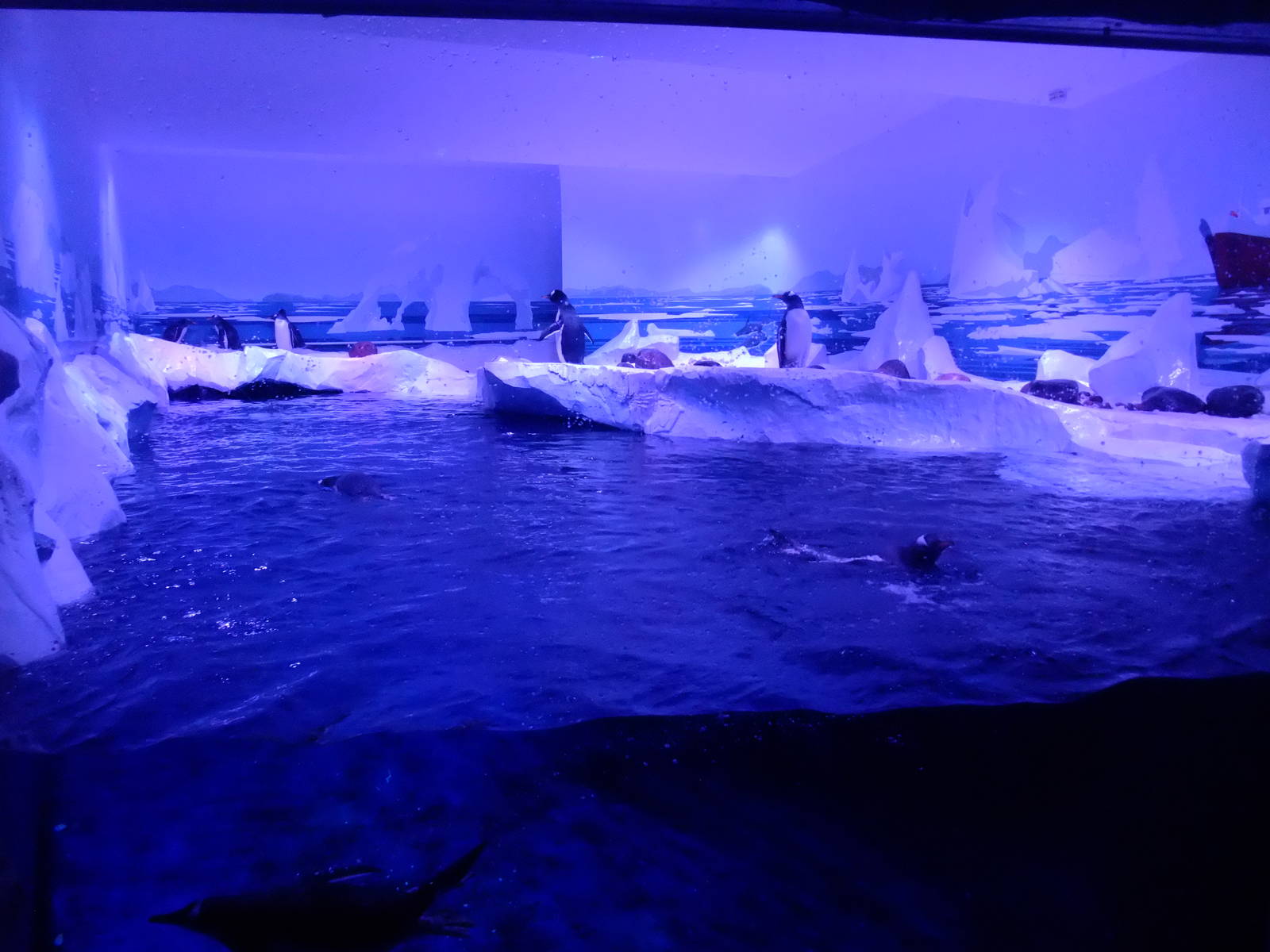 Penguin Exhibit at SLC London, 17/11/11