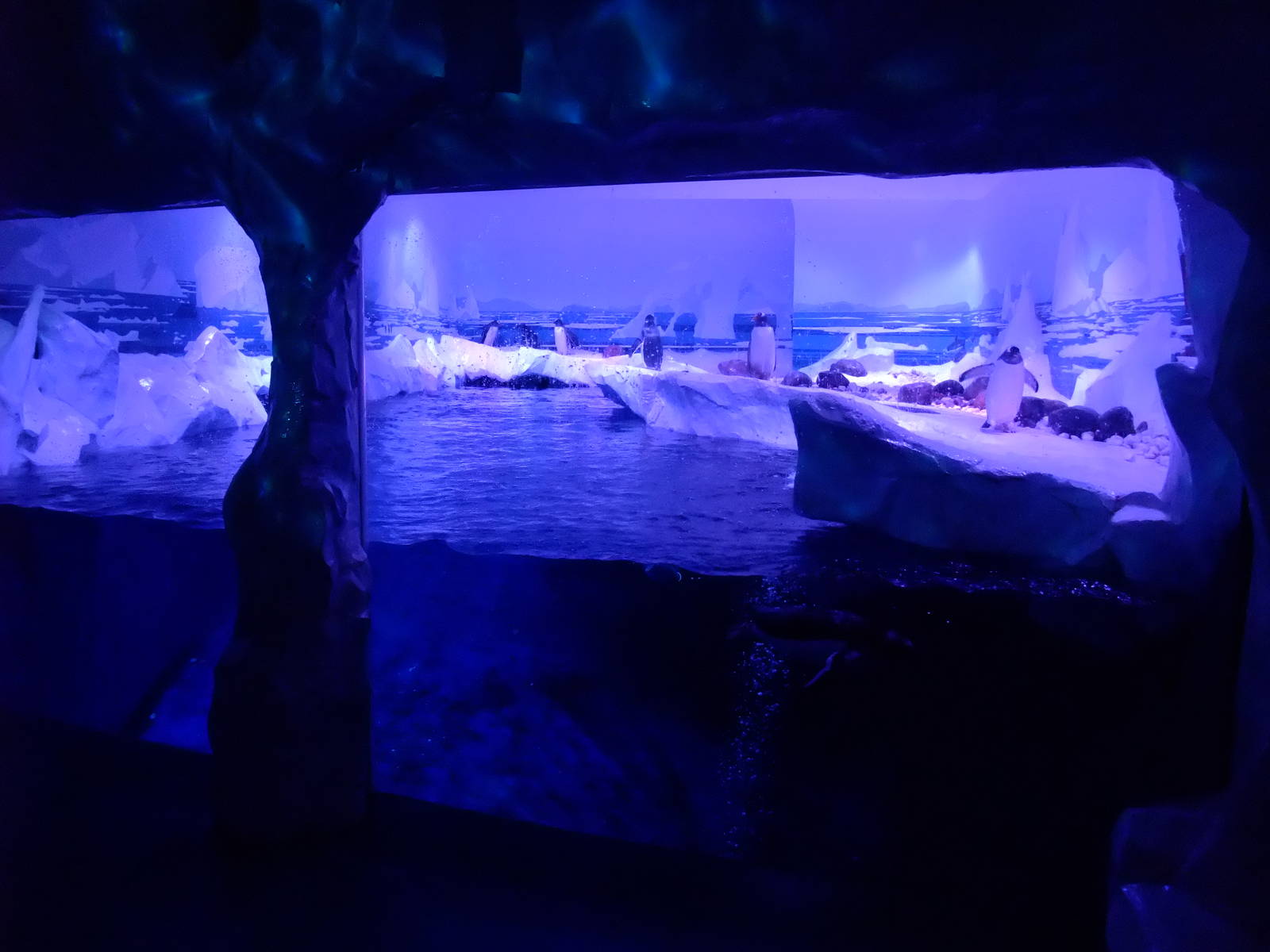 Penguin Exhibit at SLC London, 17/11/11