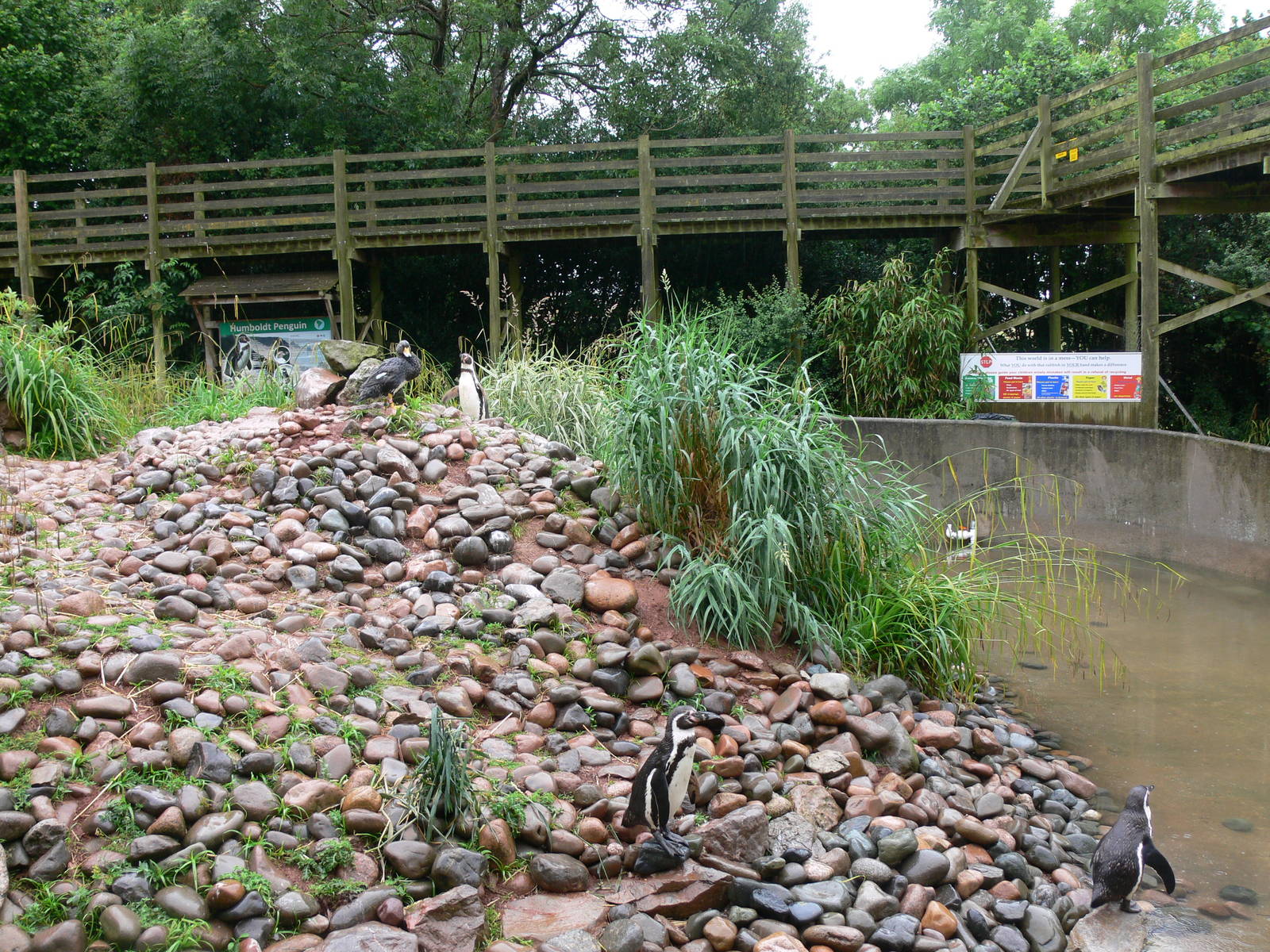 Penguin Exhibit at South Lakes, 04/07/14