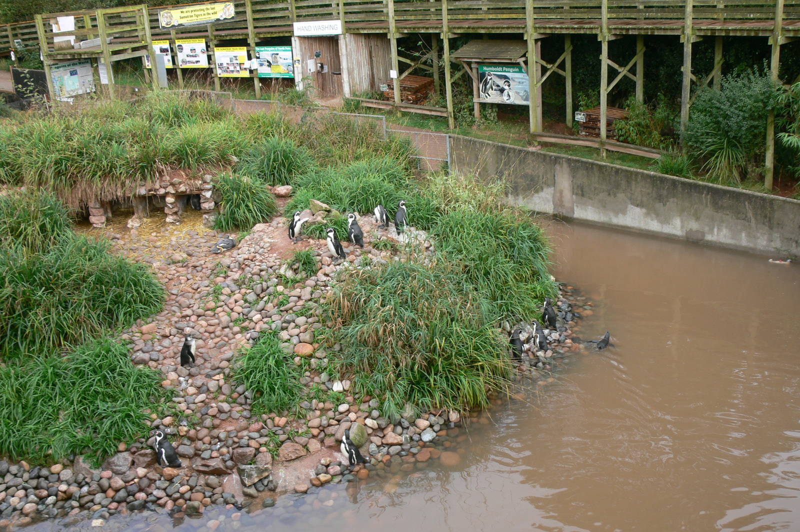 Penguin Exhibit at South Lakes, 11/10/14