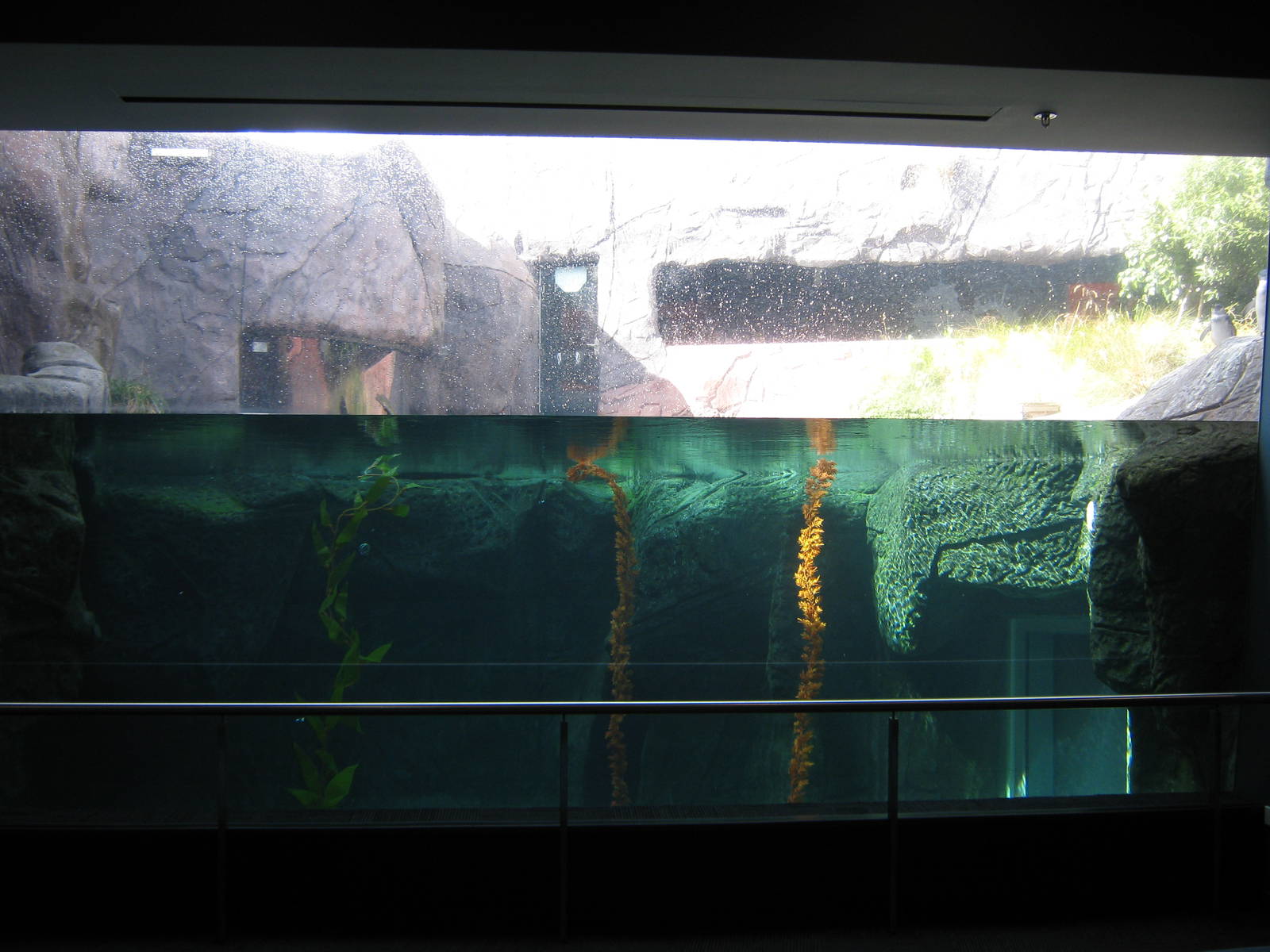 penguin exhibit at the International Antarctic Centre