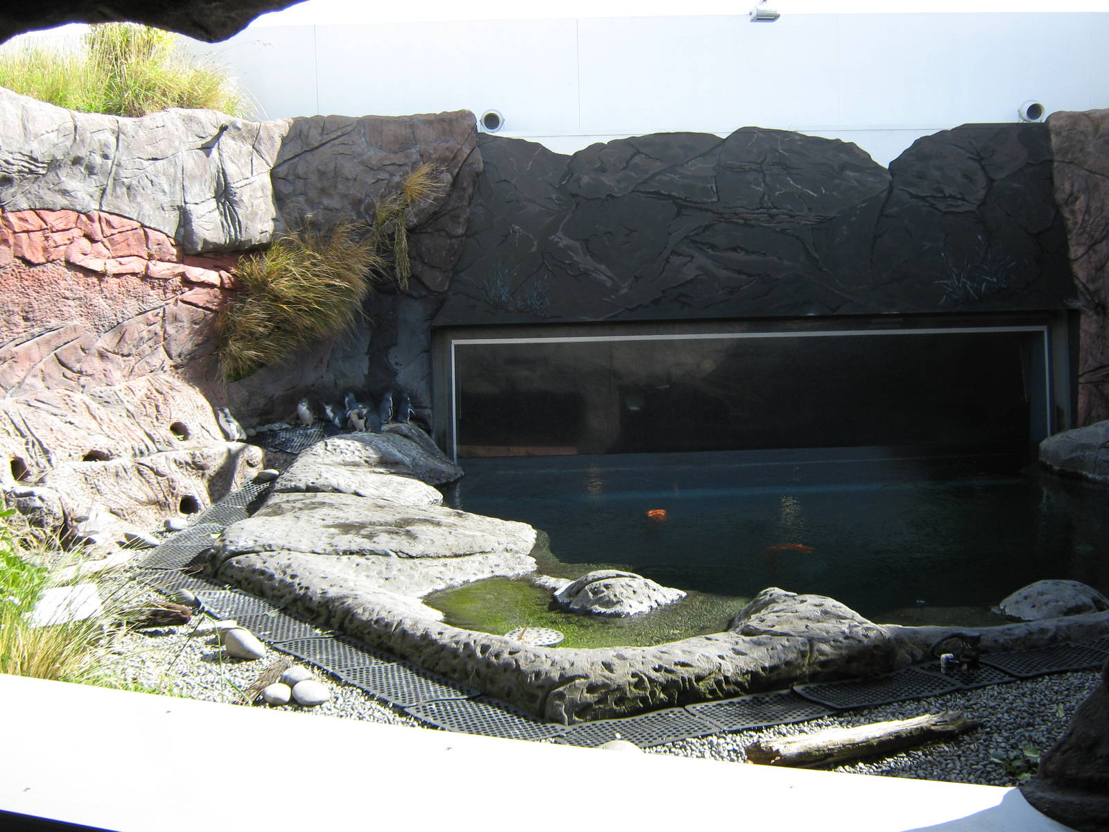 penguin exhibit at the International Antarctic Centre