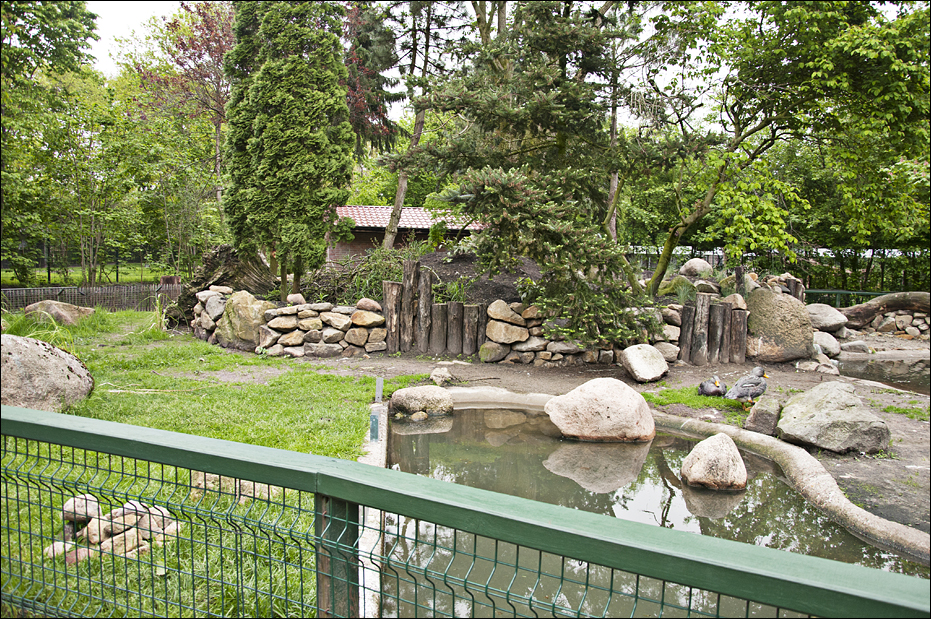 Penguin exhibit at Thüle