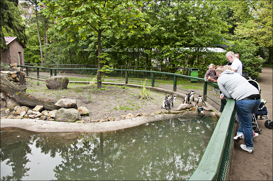 Penguin exhibit at Thüle