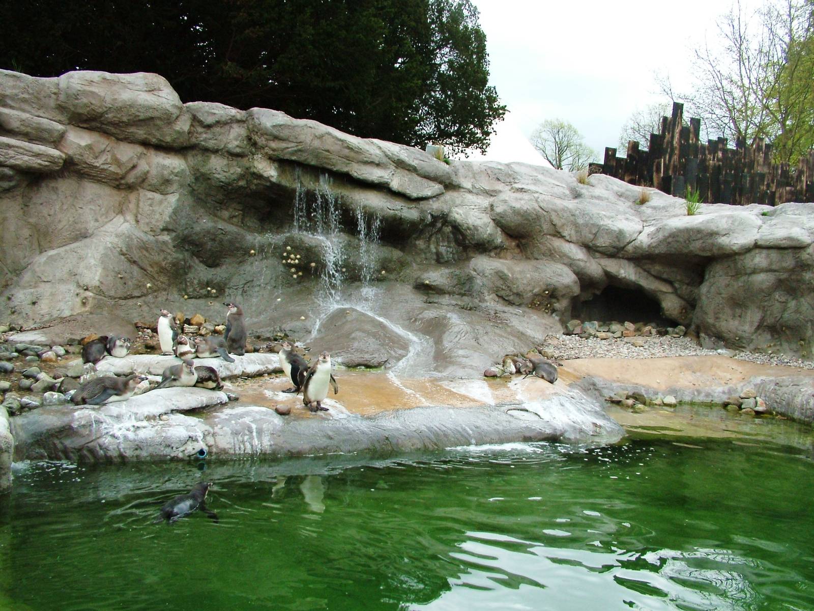 Penguin Exhibit at West Mids, 05/05/12