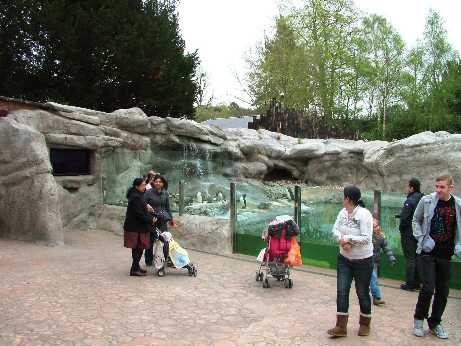 Penguin Exhibit at West Mids, 05/05/12