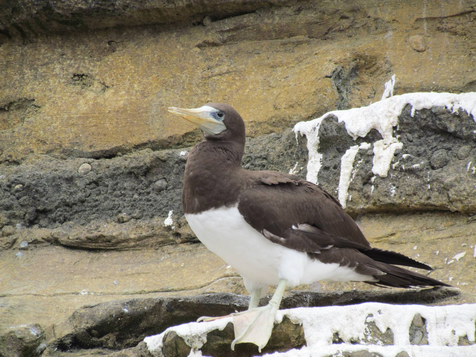 Penguin Exhibit - Brown Booby
