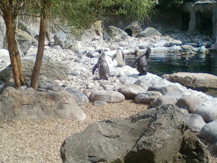 penguin exhibit Colchester