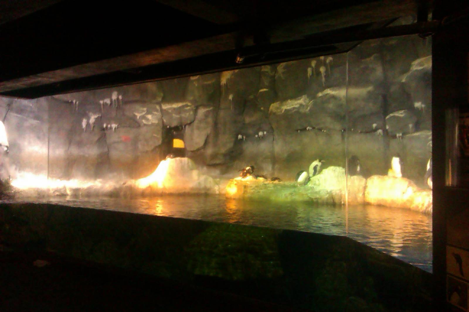 Penguin Exhibit in PPG Aquarium