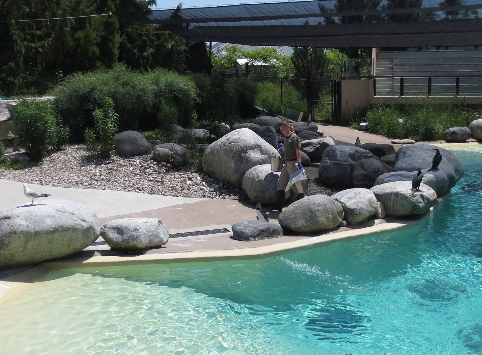 Penguin exhibit just after a keeper talk