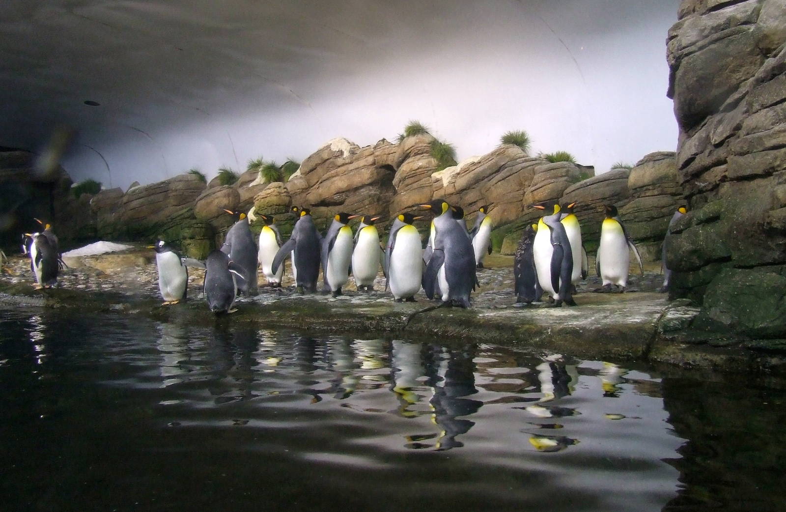 Penguin exhibit photos, Falklands, Oceanium