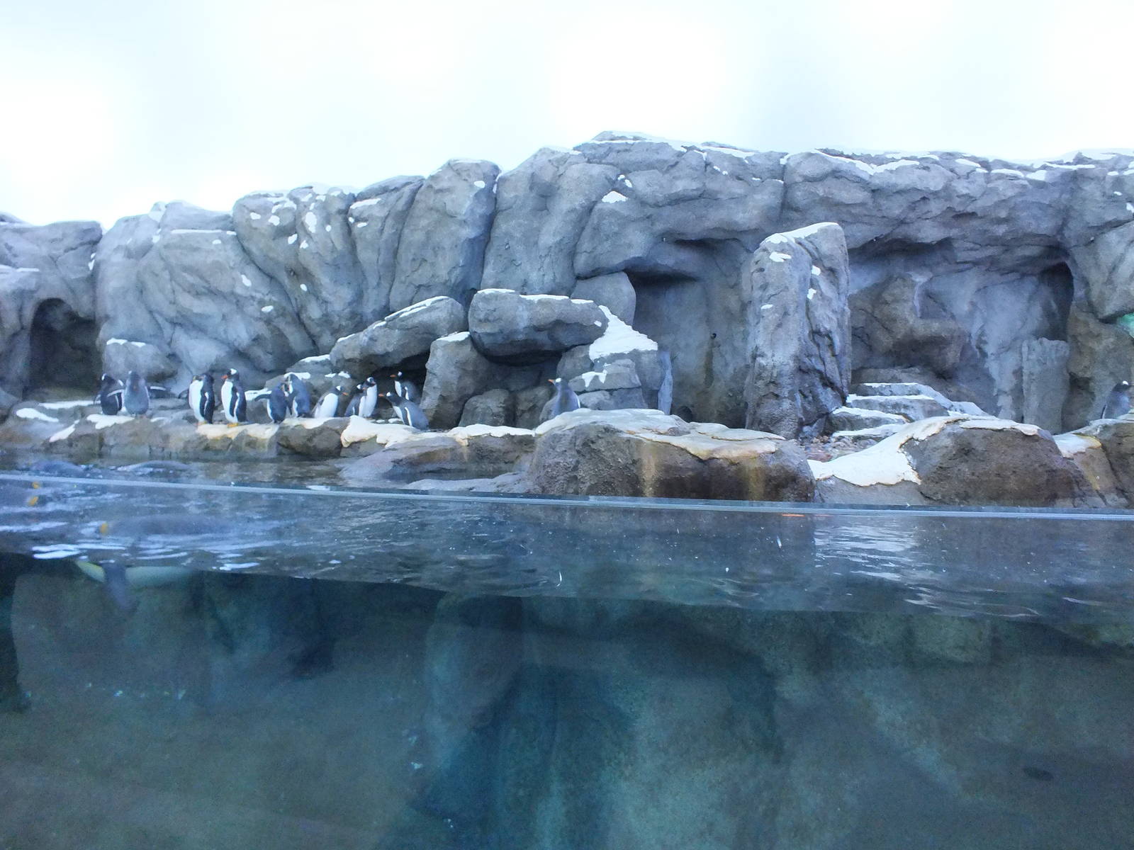 Penguin Exhibit Right Side
