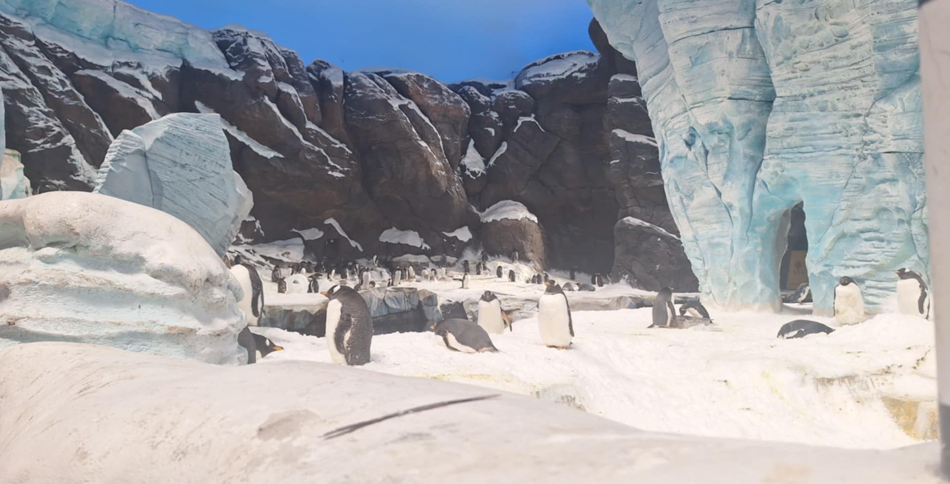 Penguin Exhibit - Sea World Abu Dhabi