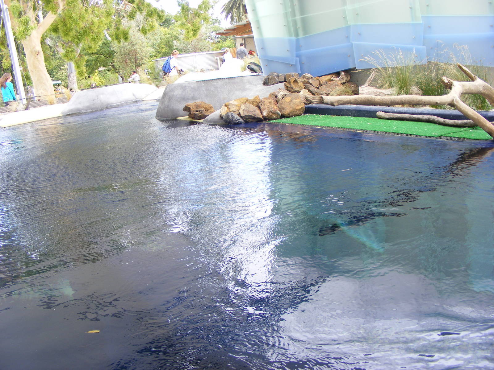 Penguin Exhibit, Wild Sea - January, 2010