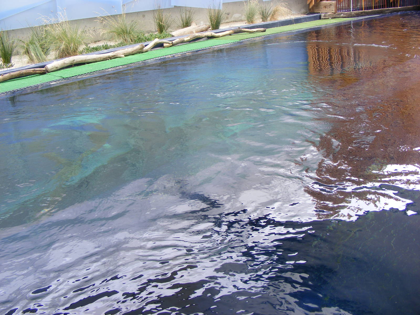 Penguin Exhibit, Wild Sea - January, 2010