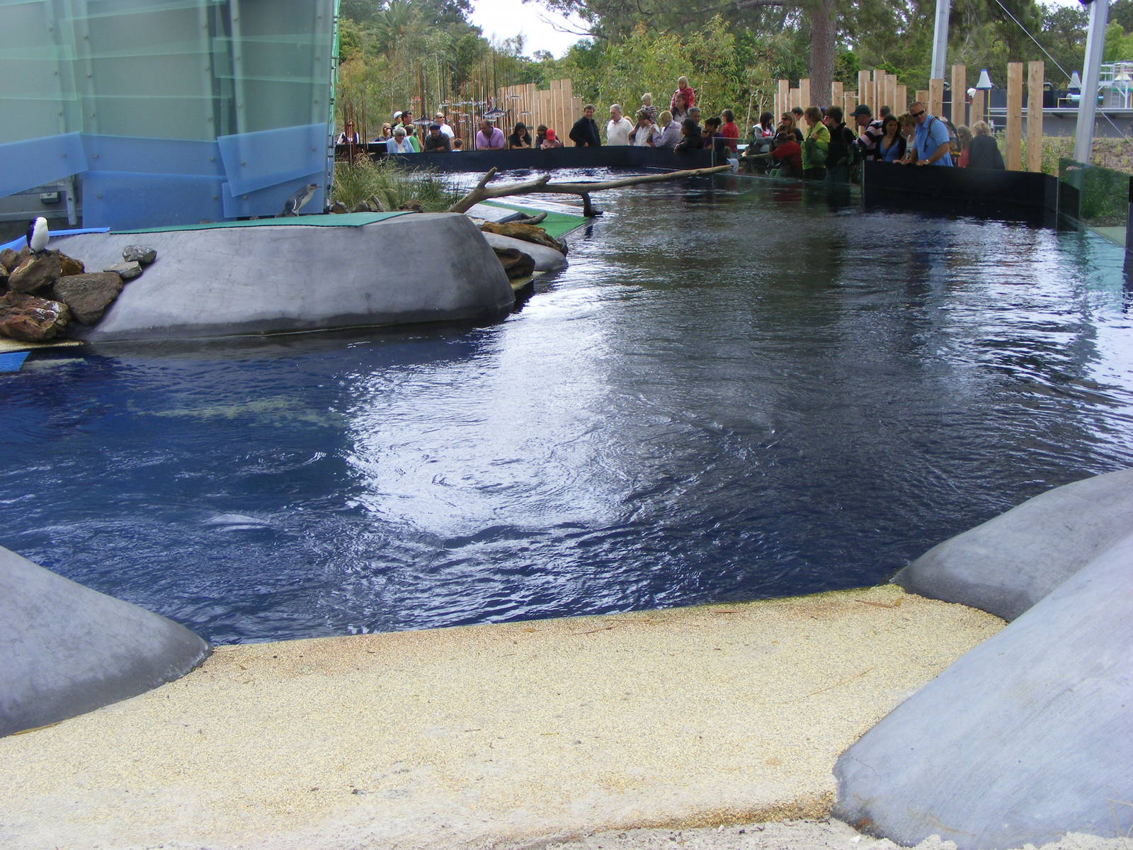 Penguin Exhibit, Wild Sea - January, 2010