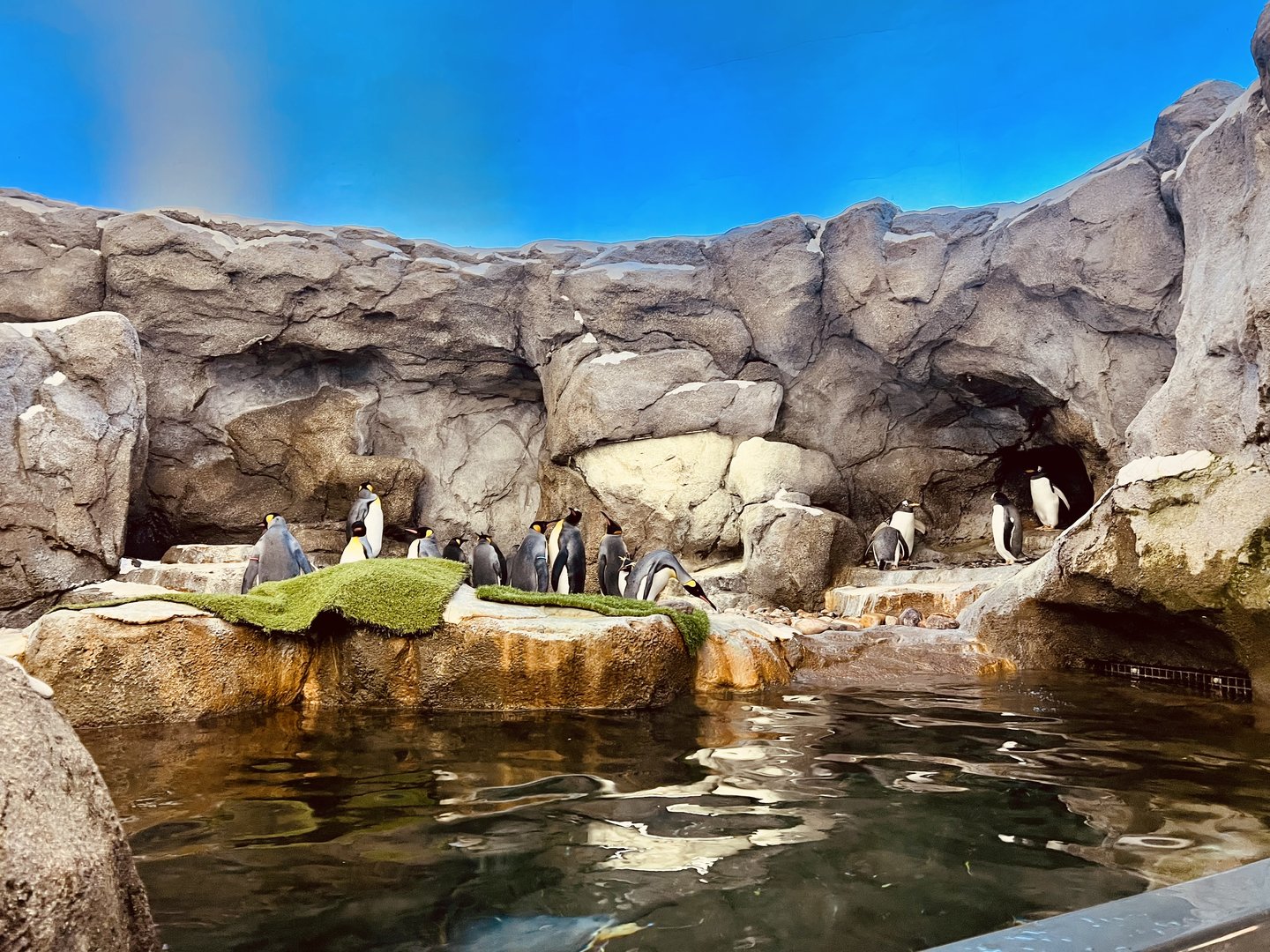 Penguin Exhibit - World Class.  Amazing.