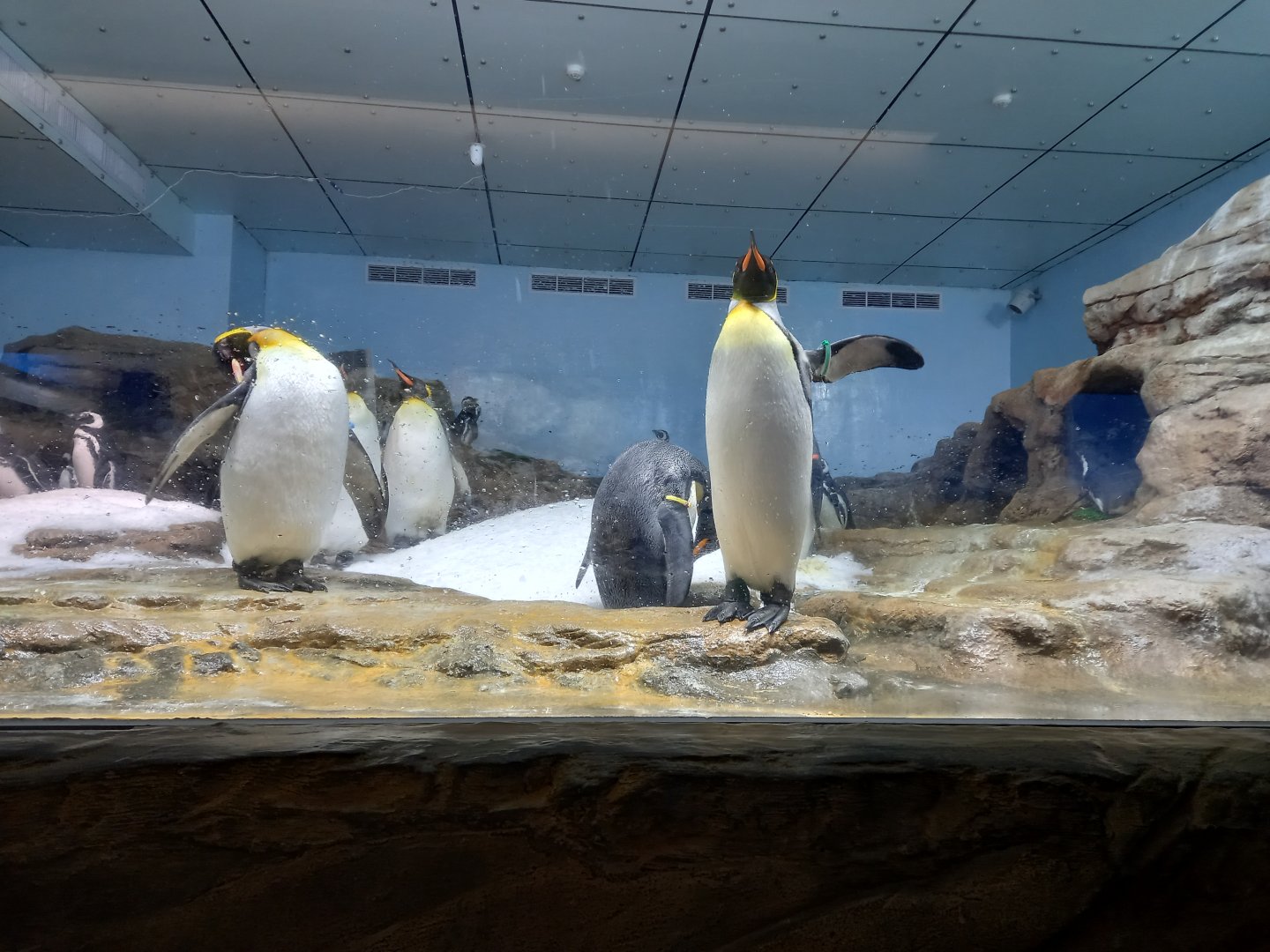 Penguin exhibit, Xpark Aquarium