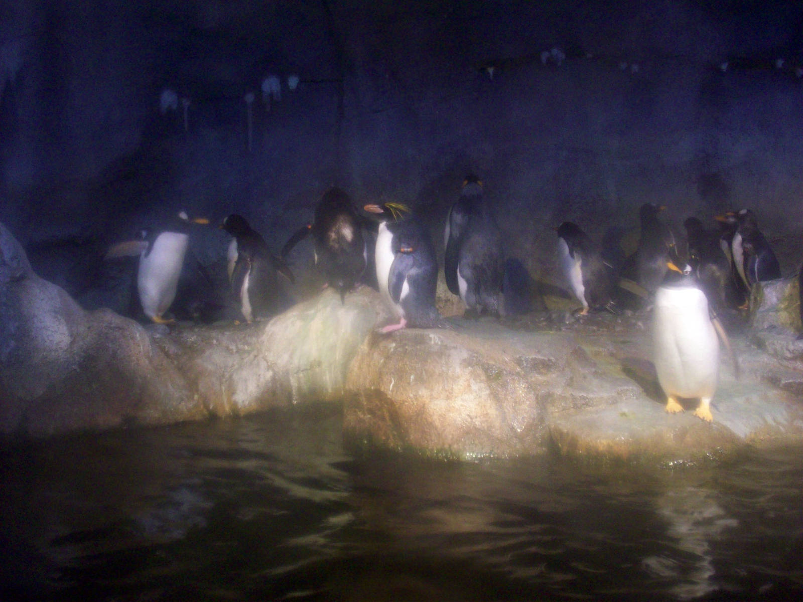 Penguin Exhibit