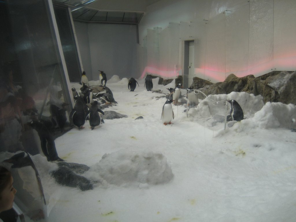 Penguin exhibit