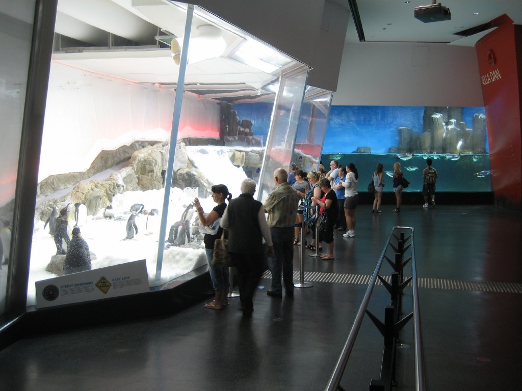 Penguin exhibit