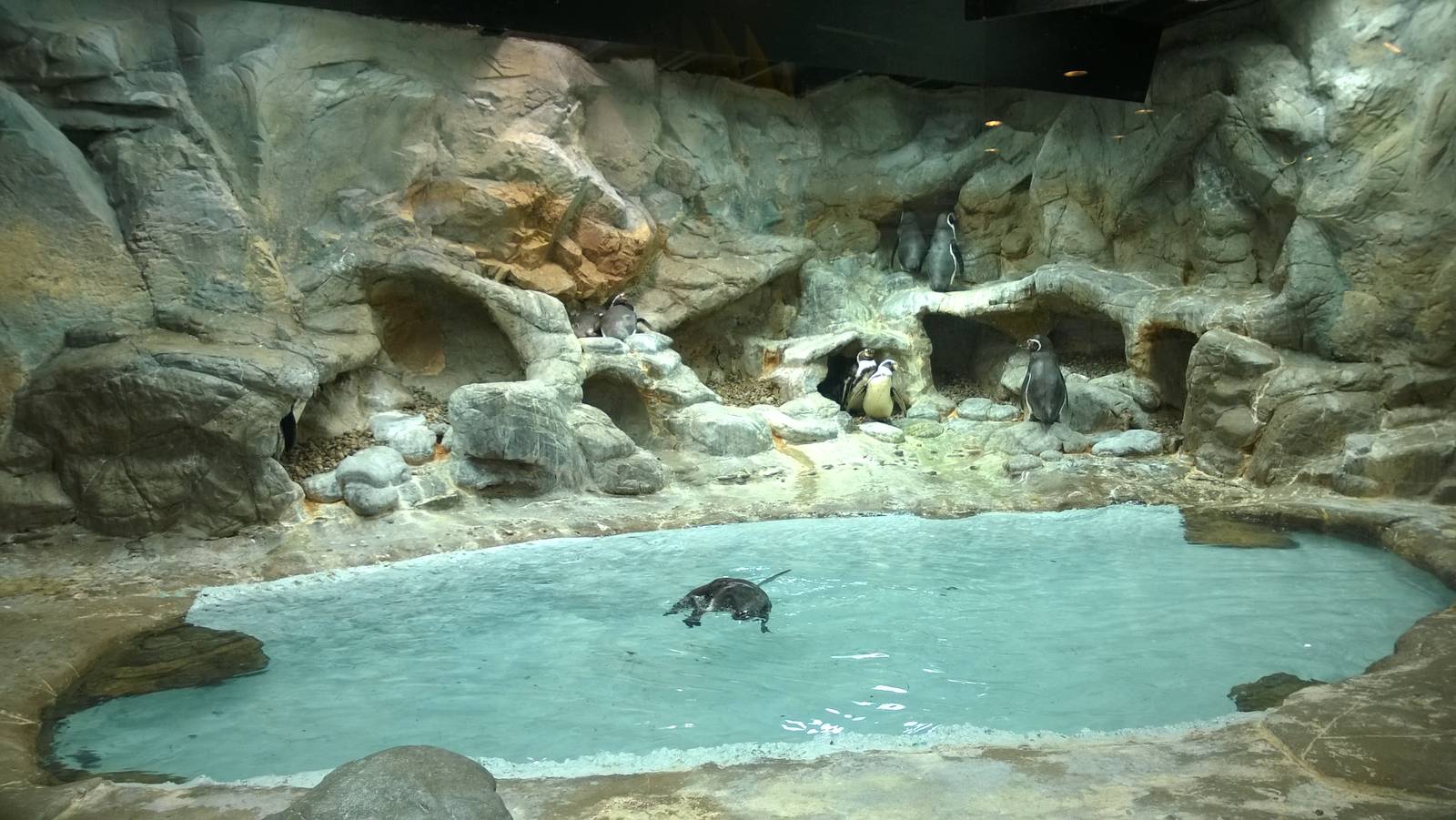 Penguin Exhibit