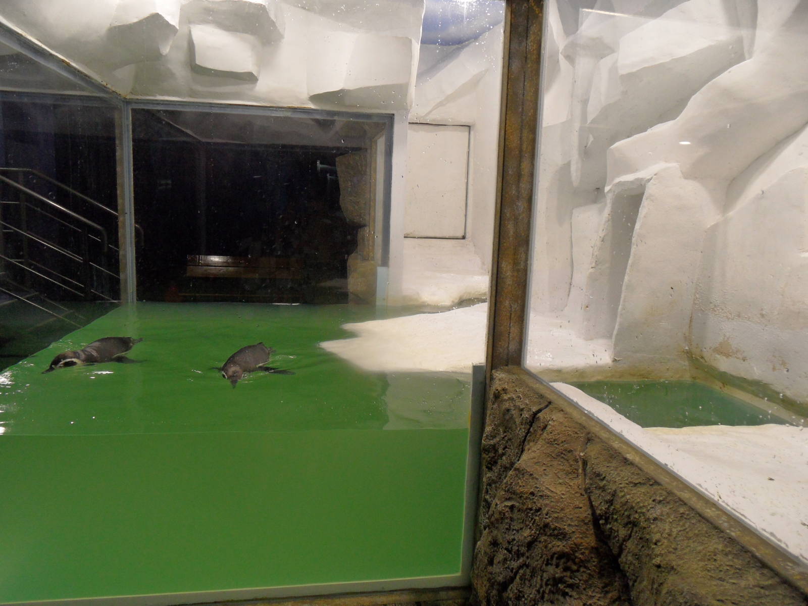 Penguin exhibit