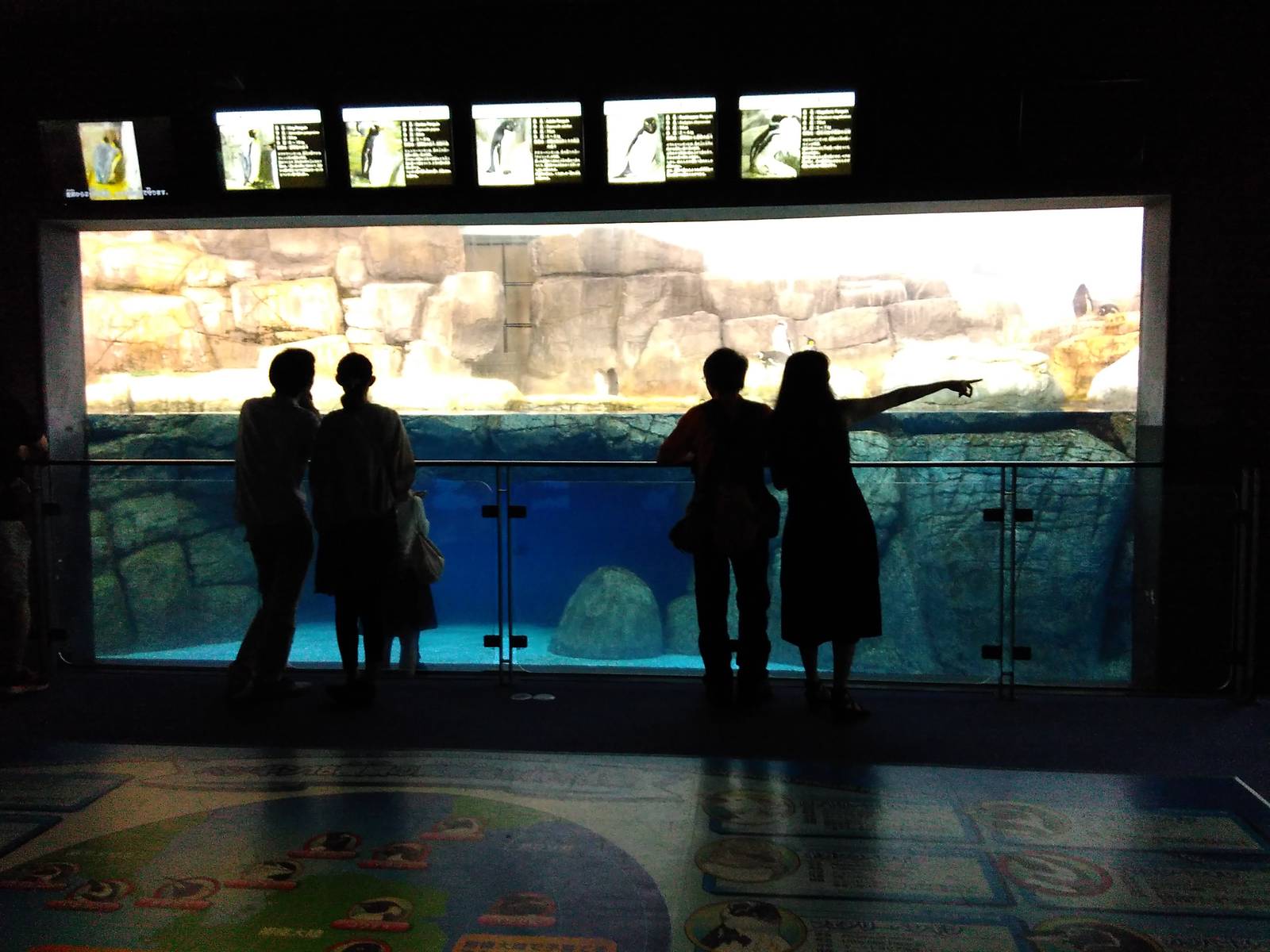 Penguin exhibit