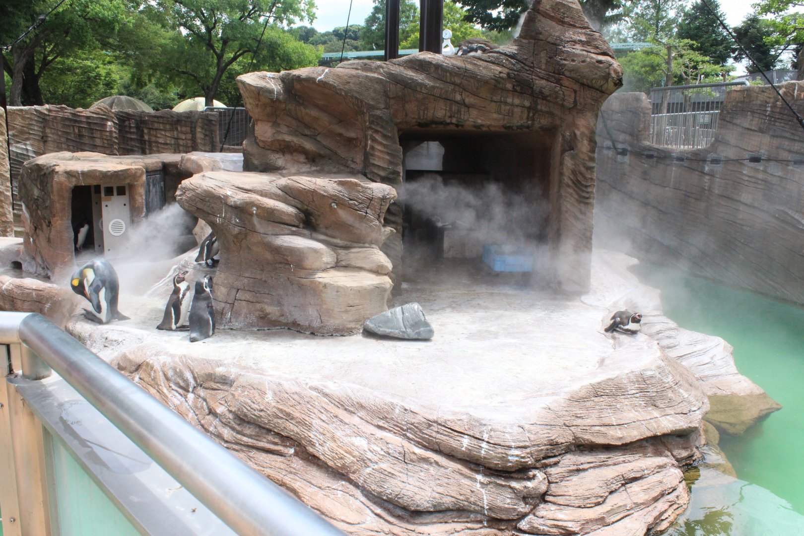 Penguin exhibit