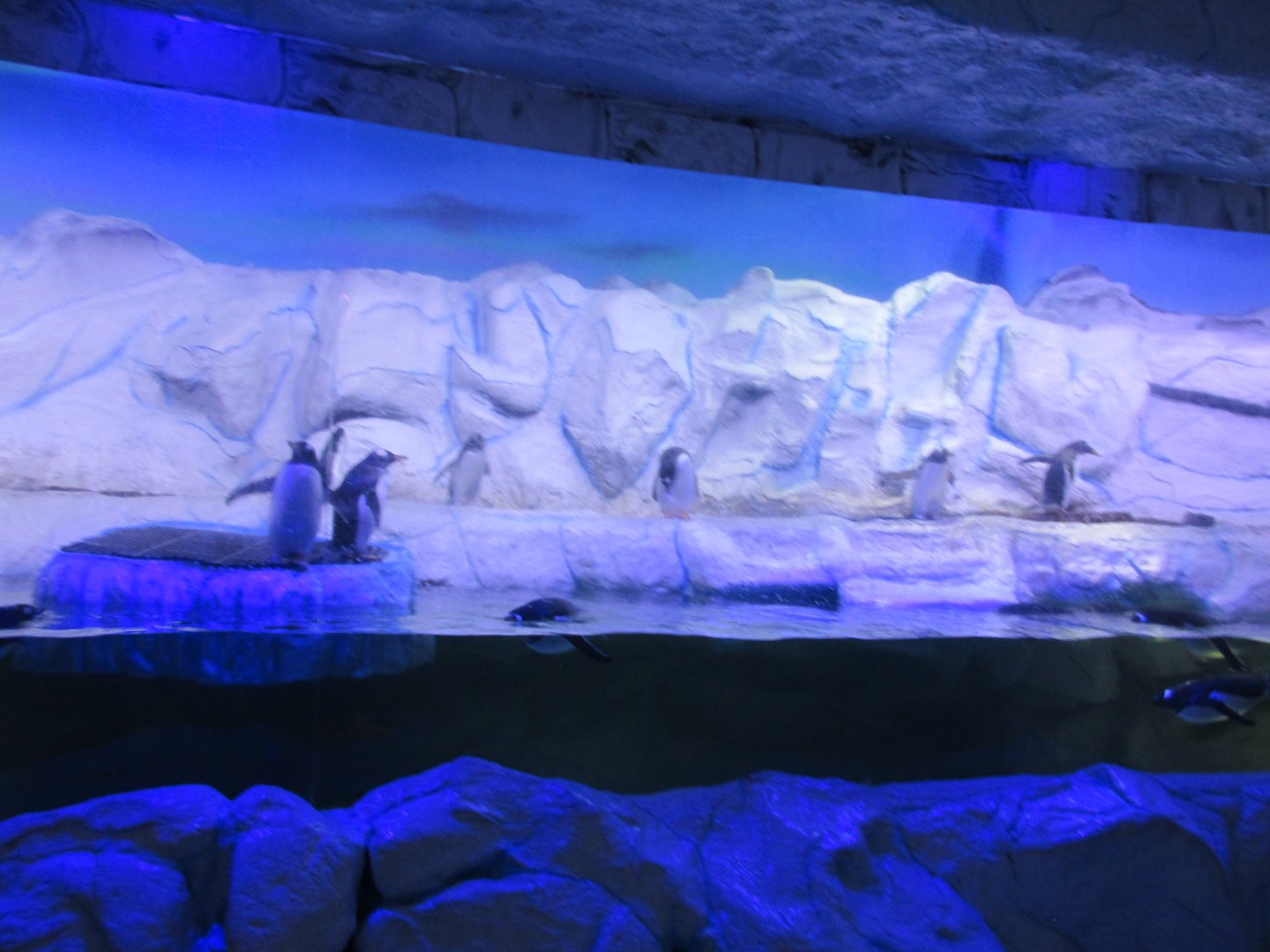 penguin exhibit