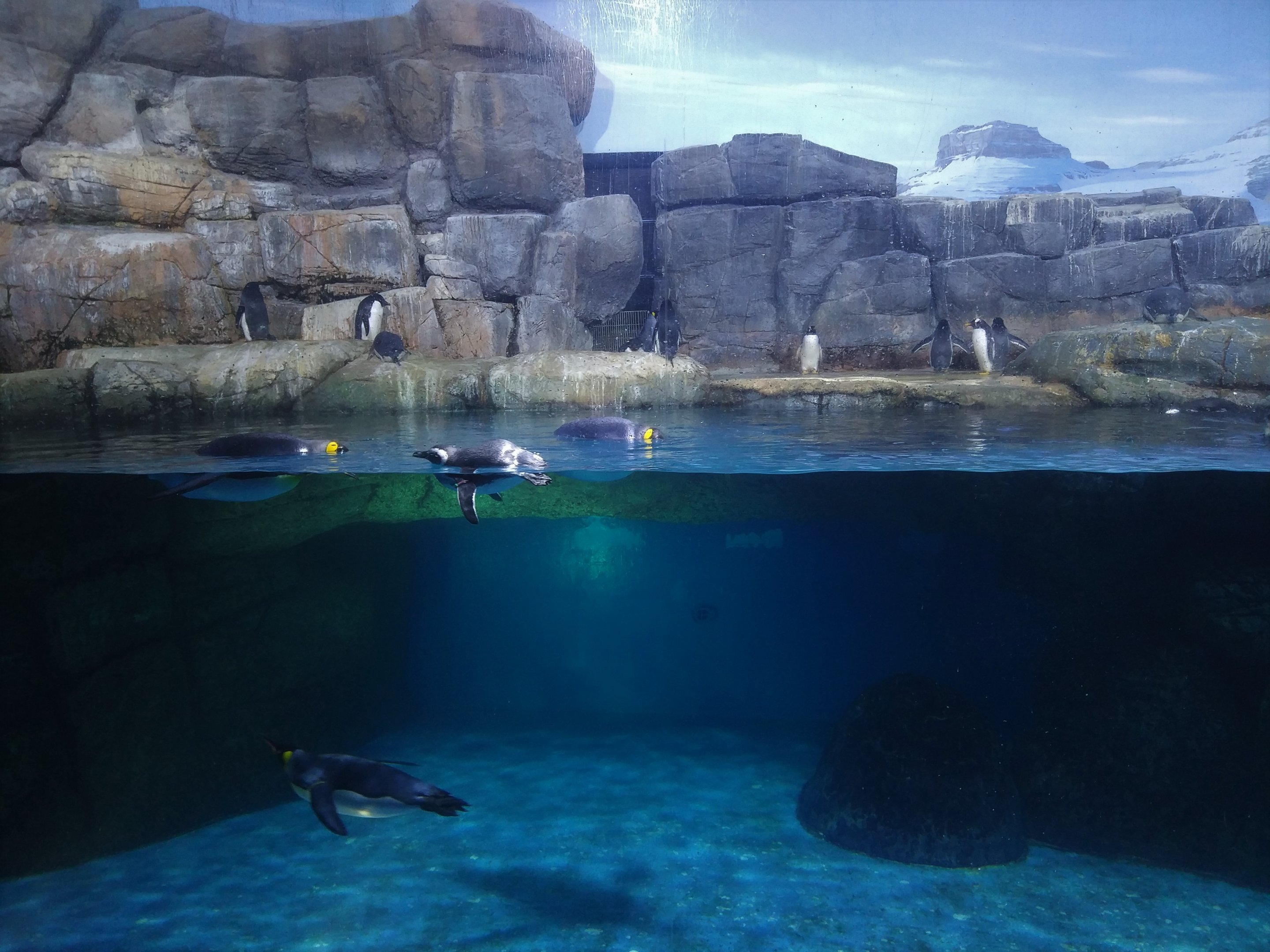 Penguin Exhibit