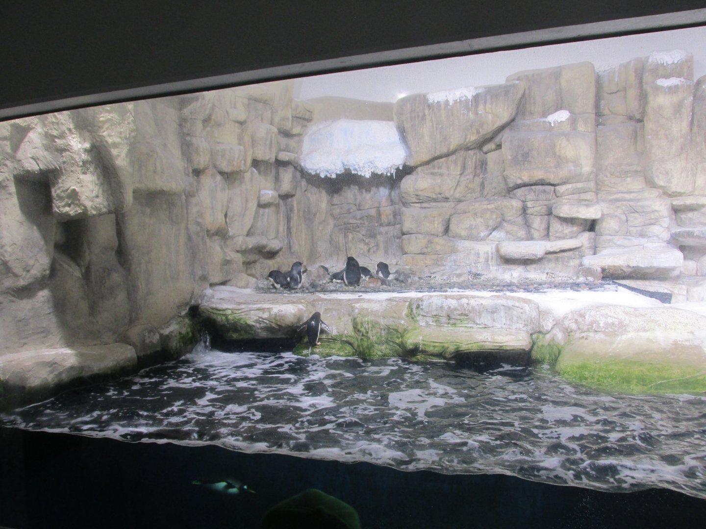 Penguin exhibit