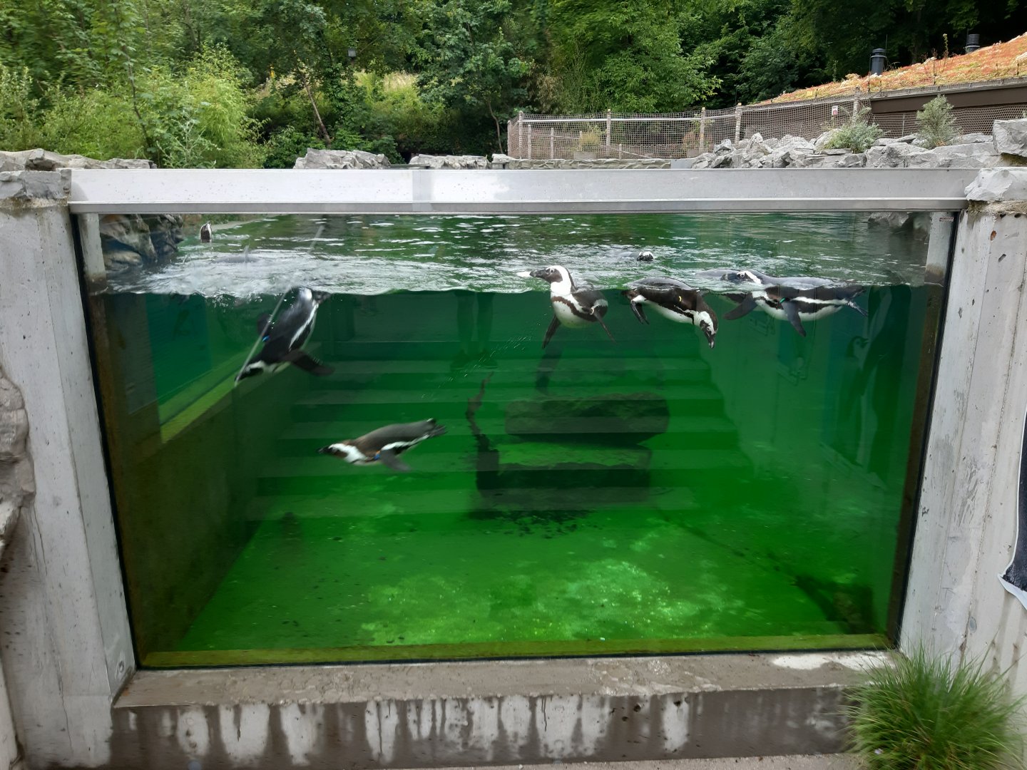 Penguin exhibit