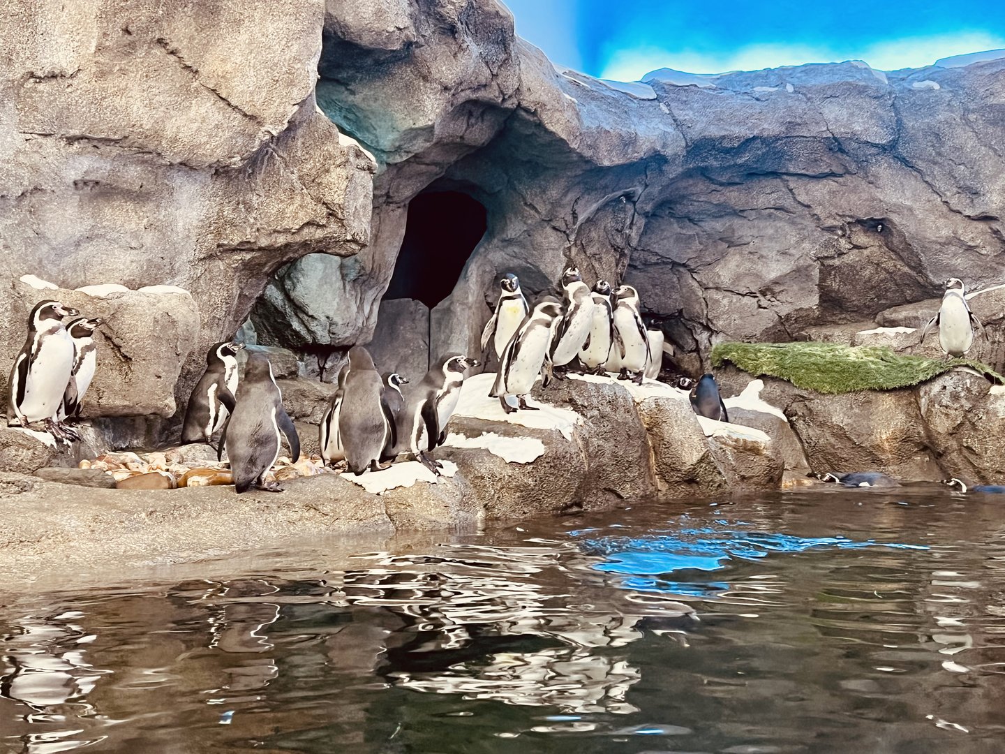 Penguin Exhibit
