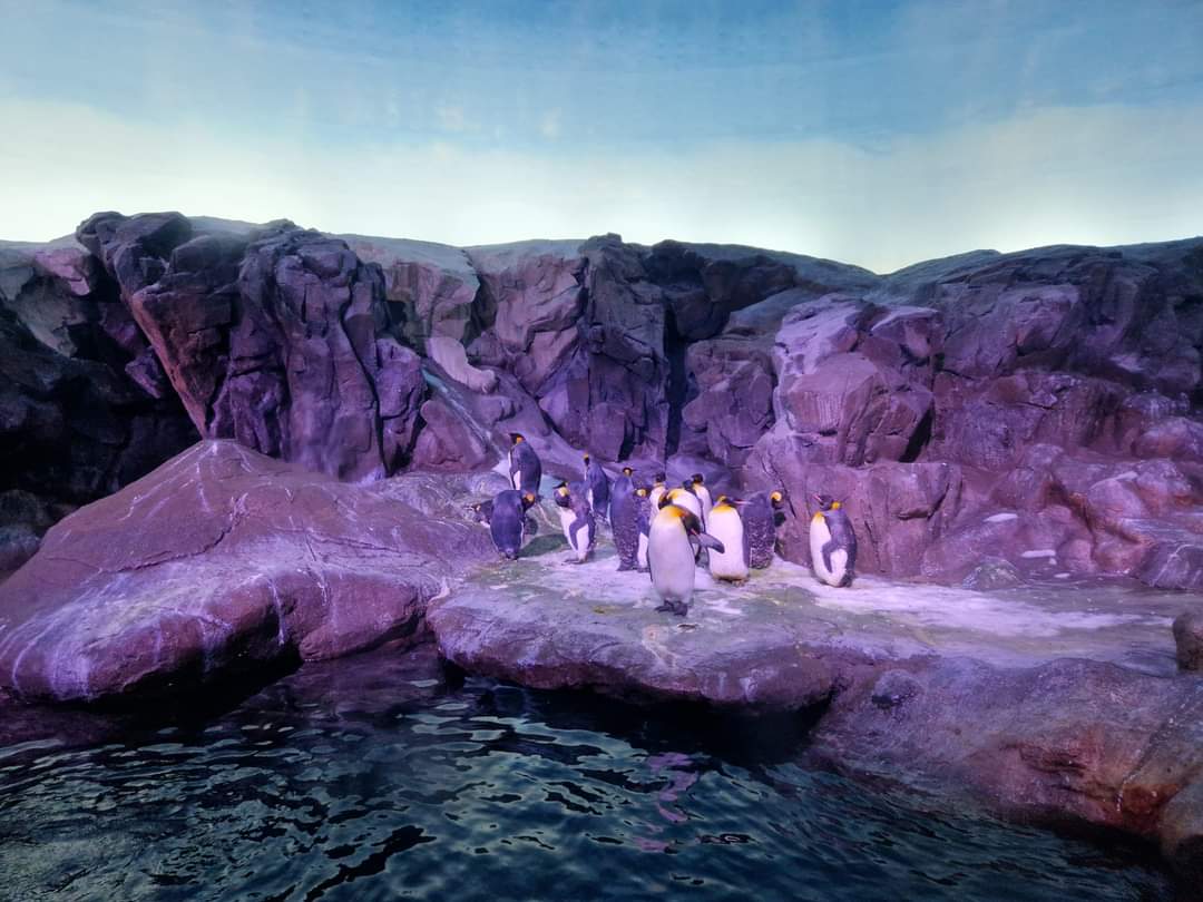 Penguin exhibit