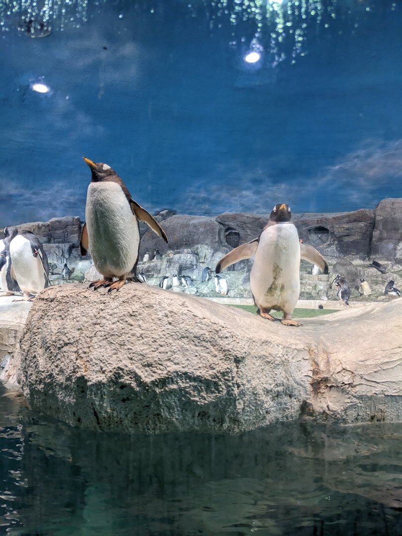 Penguin Exhibit
