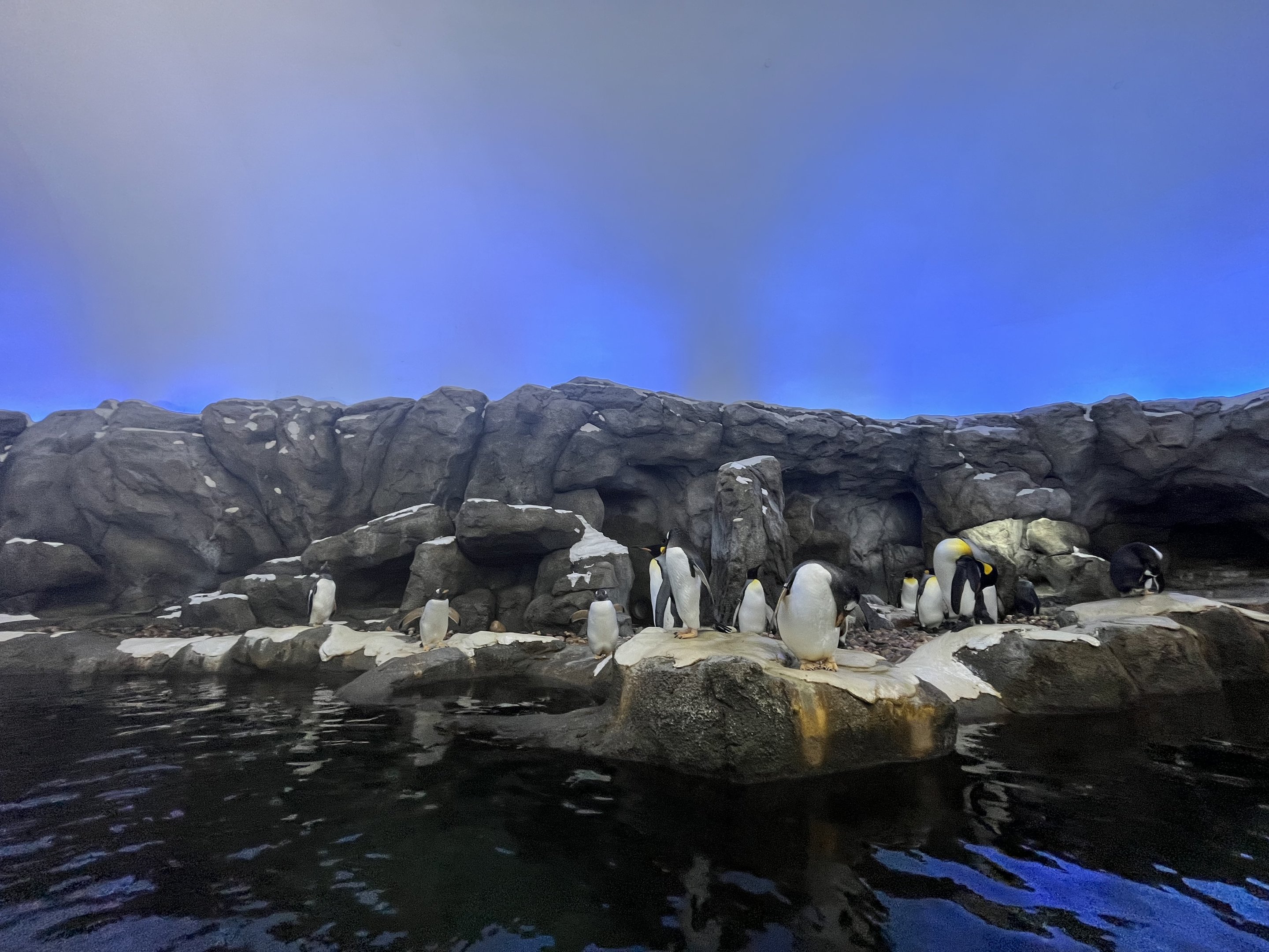 Penguin Exhibit
