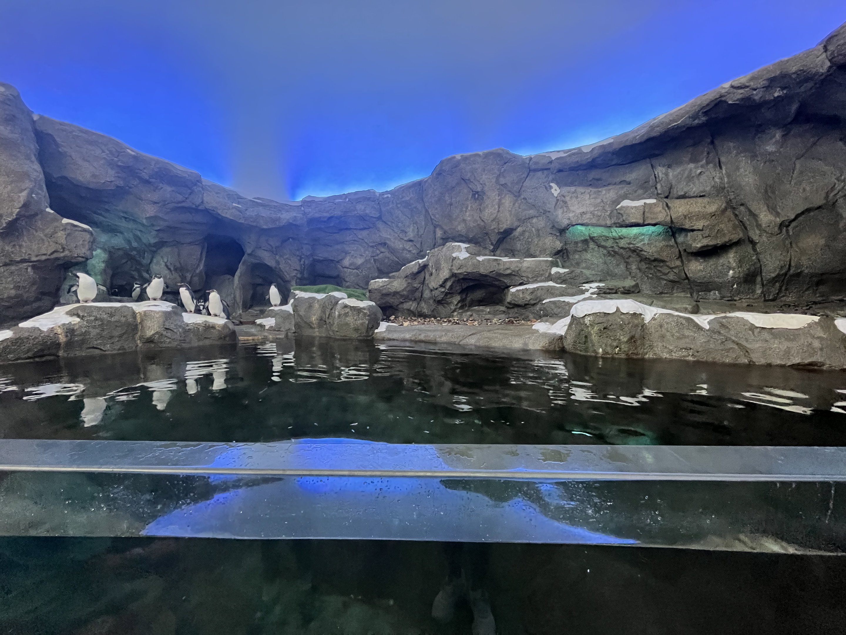 Penguin Exhibit